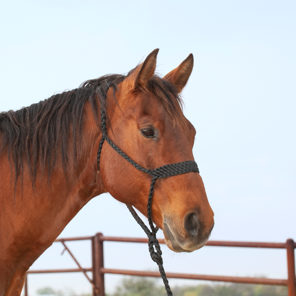 Classic Equine Flat Braid Halter and Lead Rope