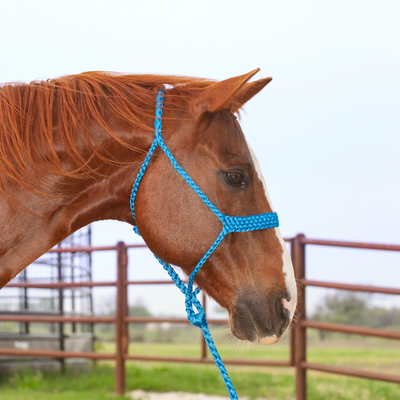 Classic Equine Flat Braid Halter and Lead Rope