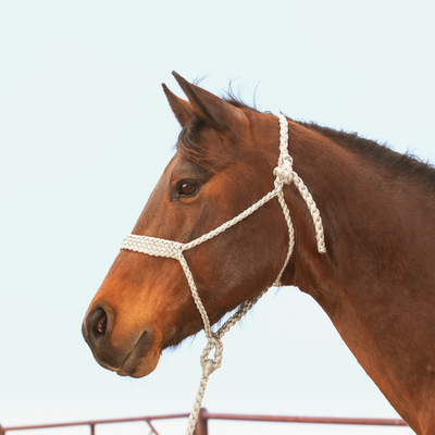 Classic Equine Flat Braid Halter and Lead Rope