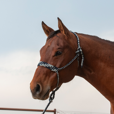 Classic Equine Flat Braid Halter and Lead Rope