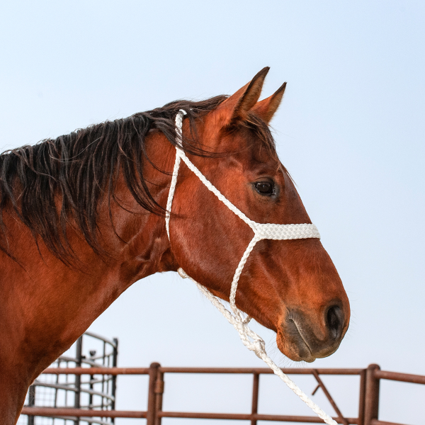 Classic Equine Flat Braid Halter and Lead Rope