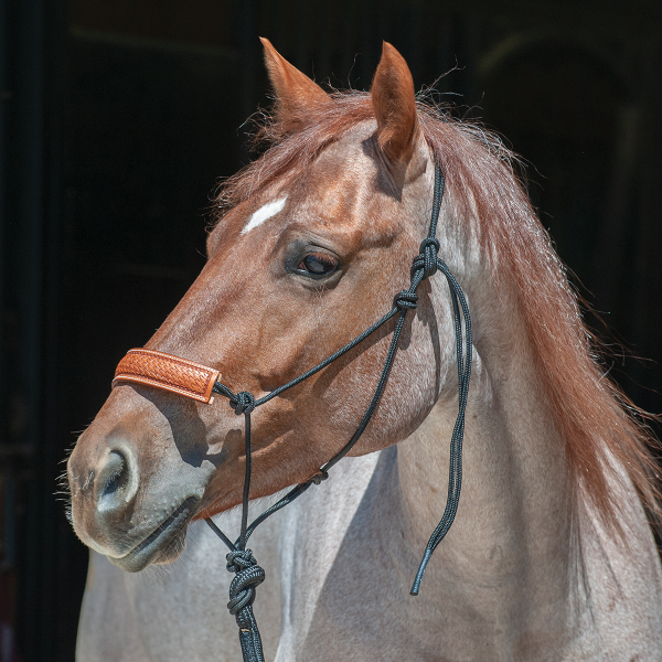 Classic Equine Leather Nose Rope Halter