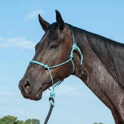 Classic Equine Premium Rope Halter and Lead Rope