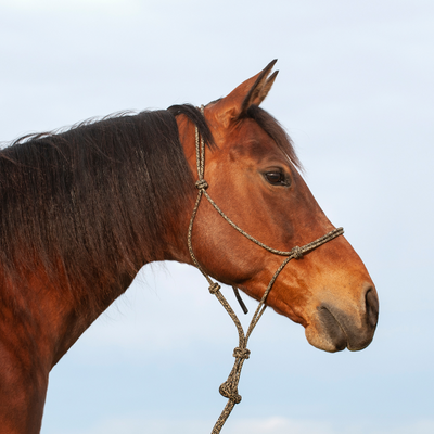 Classic Equine Premium Rope Halter and Lead Rope