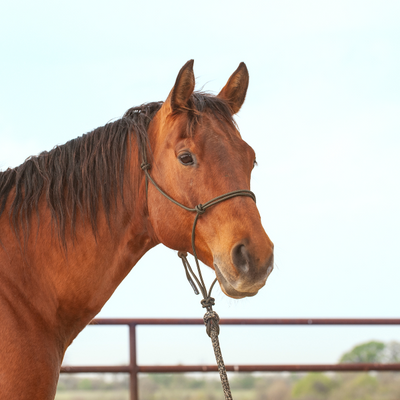 Classic Equine Premium Rope Halter and Lead Rope