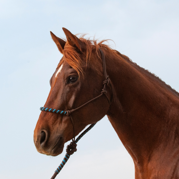 Classic Equine 2-Tone Rope Halter and Lead Rope