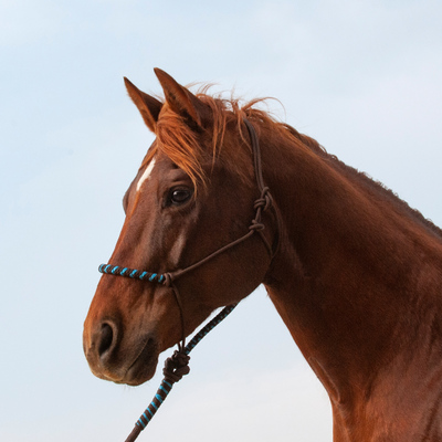 Classic Equine 2-Tone Rope Halter and Lead Rope