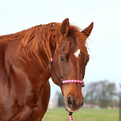 Classic Equine 2-Tone Rope Halter and Lead Rope