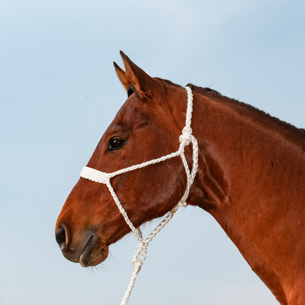 Classic Equine Slicktape Halter and Lead Rope