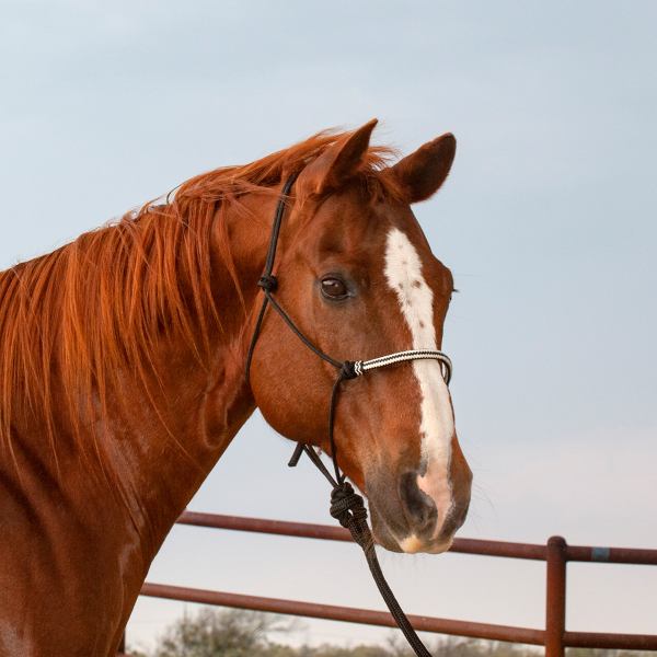 Classic Equine Braided Rawhide Rope Halter