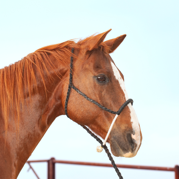 Classic Equine Rope Nose Halter and Lead Rope