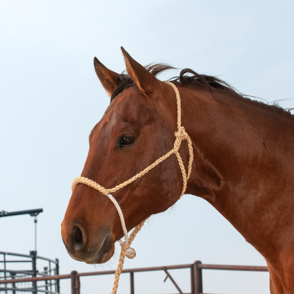 Classic Equine Rope Nose Halter and Lead Rope