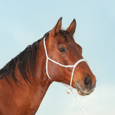 Classic Equine Rope Nose Halter and Lead Rope