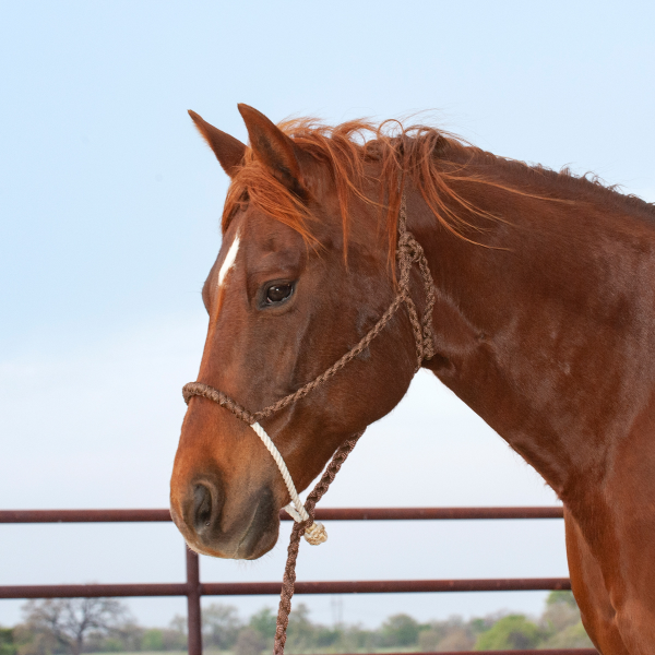 Classic Equine Rope Nose Halter and Lead Rope