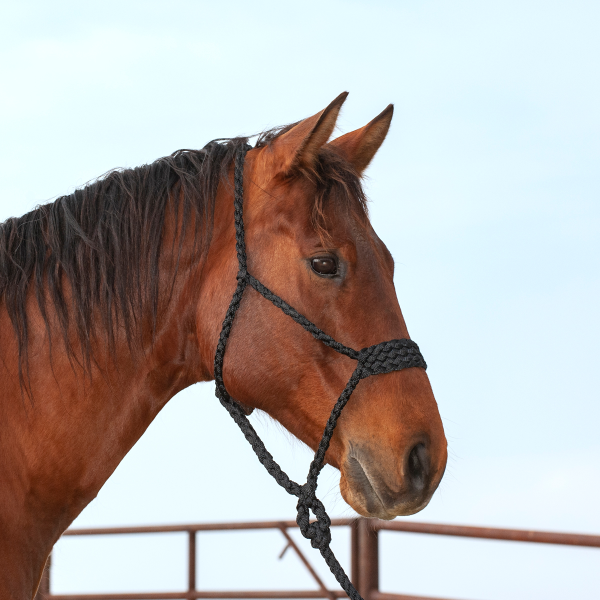 Classic Equine Wide Nose Flat Braid Halter and Lead Rope