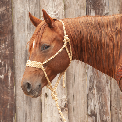 Classic Equine Wide Nose Flat Braid Halter and Lead Rope